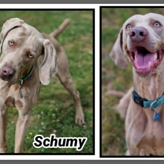 Photo de Schumy