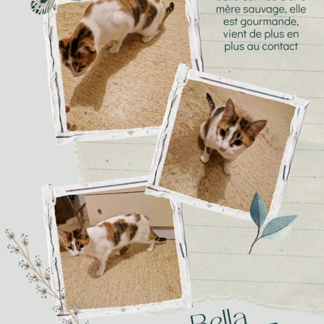 Photo de Bella