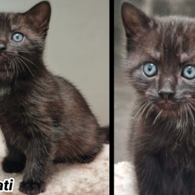 Photo de Basmati