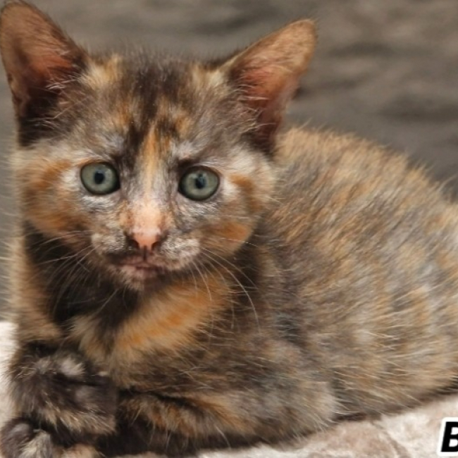 Photo de Bimbo