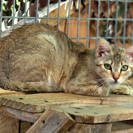Bayla - Chat Européen à adopter