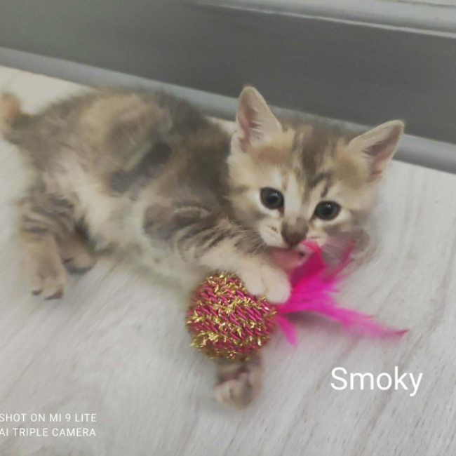 Smoky