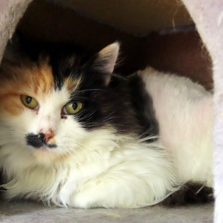 Mina - Chat Européen à adopter