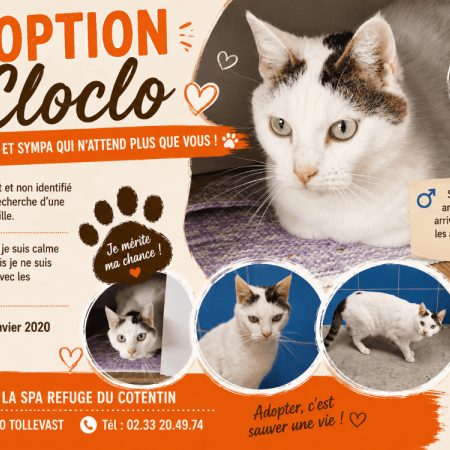 Cloclo - Chat Européen à adopter