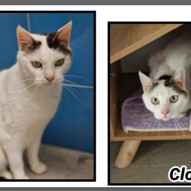 Photo de Cloclo