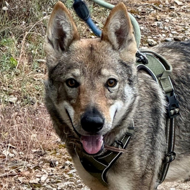 Photo de Freya