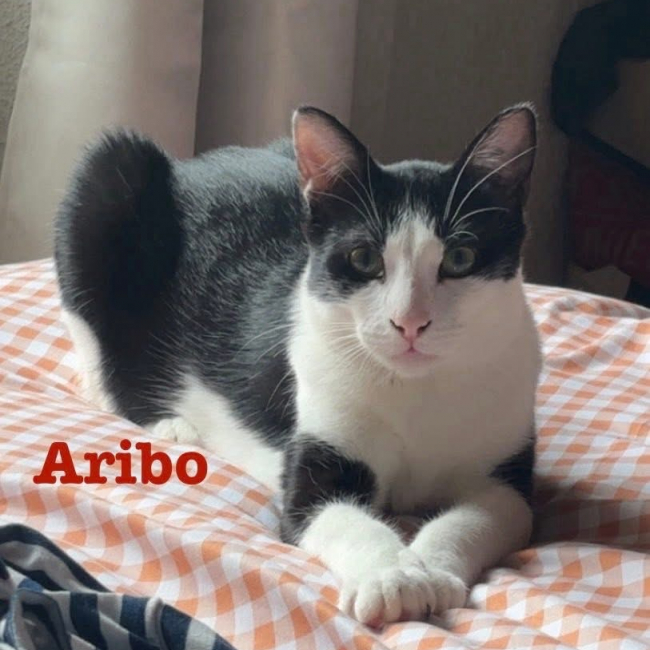 Photo de Aribo