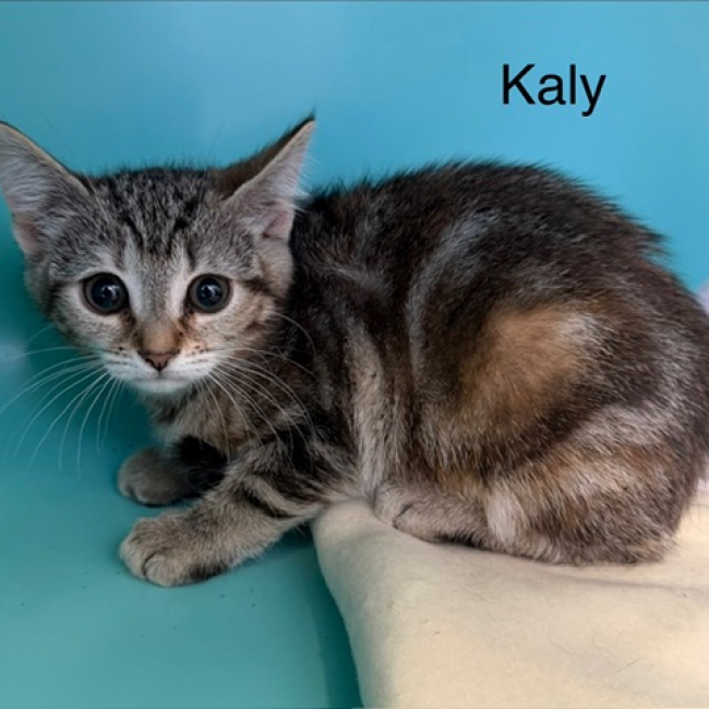 Kaly