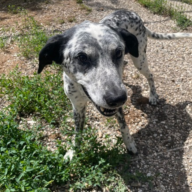 Photo de Patch