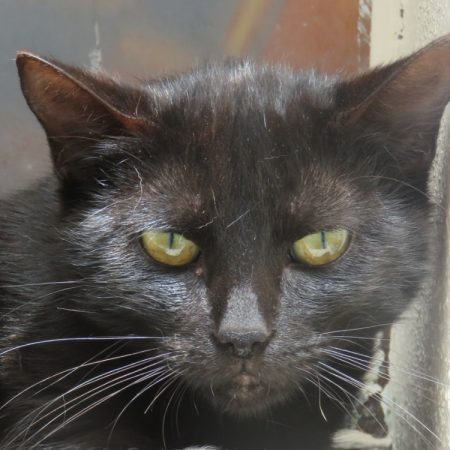 Mercure - Chat Européen à adopter