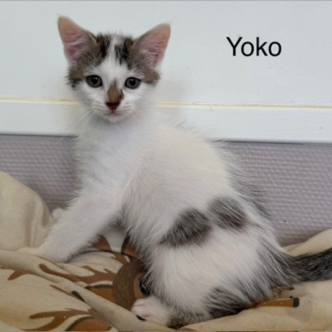Yoko