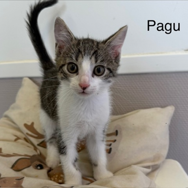 Photo de Pagu