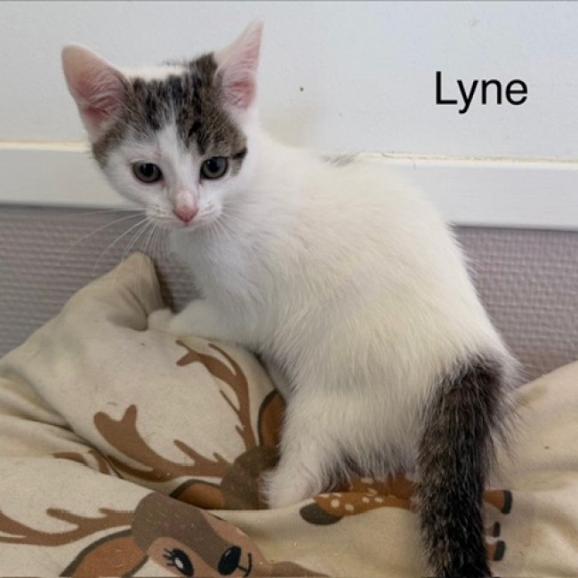 Lyne