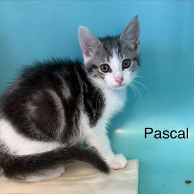 Pascal