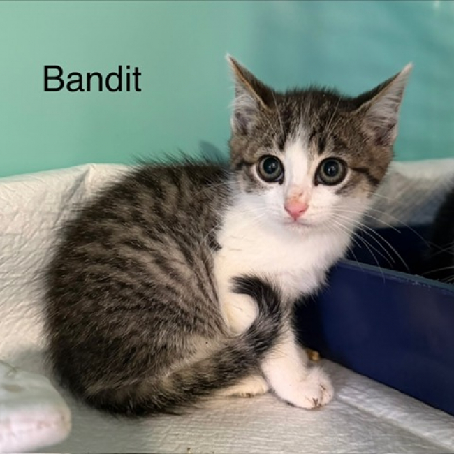 Bandit