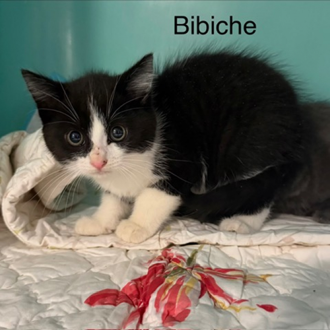 Bibiche