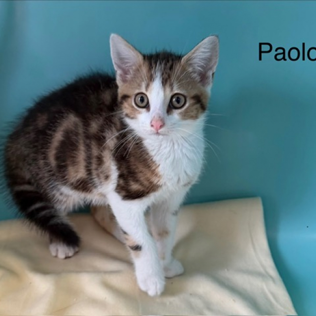 Paolo