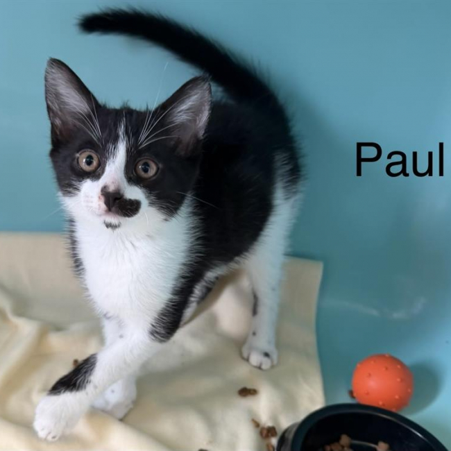 Paul
