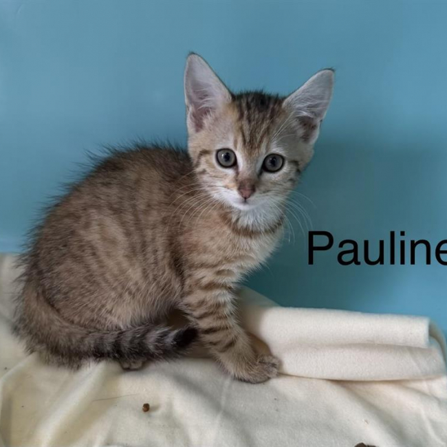 Pauline