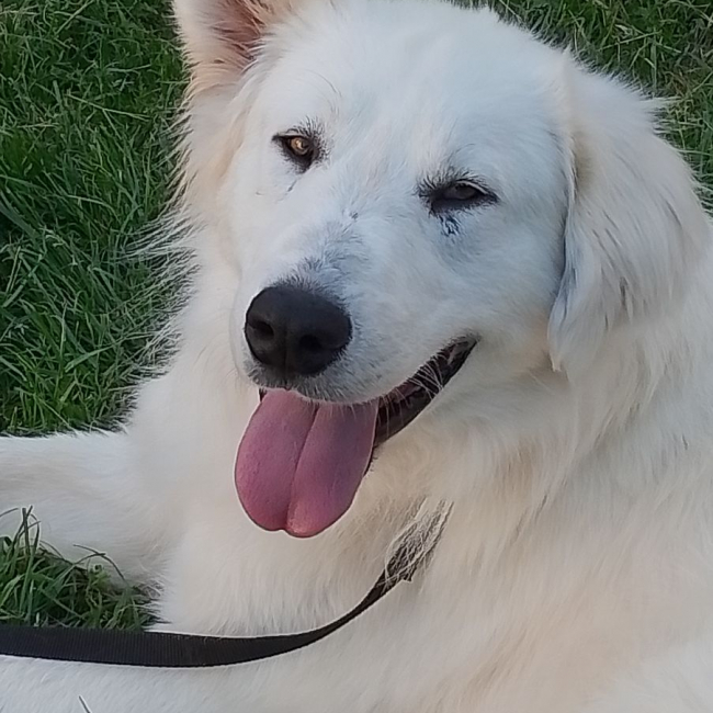 Photo de baloo