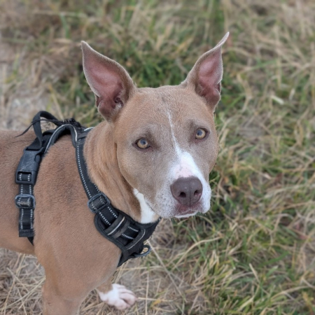 Nikita - Chien Bouledogue Américain à adopter