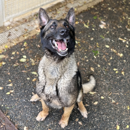 Casthor - Chien Berger Belge Malinois à adopter