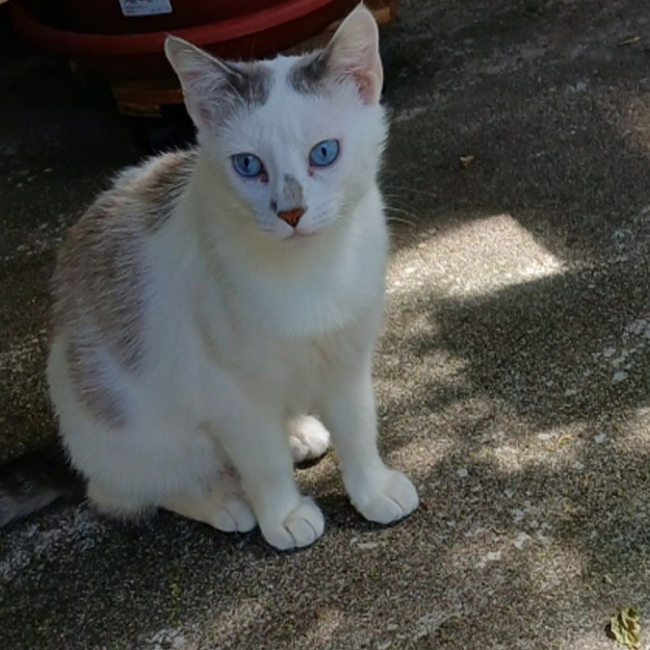 Choupette