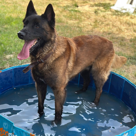 R'gibbs - Chien Berger Belge Malinois à adopter