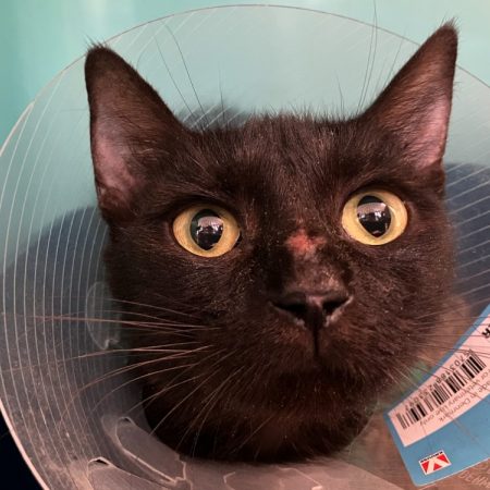 Michigan - Chat Européen à adopter
