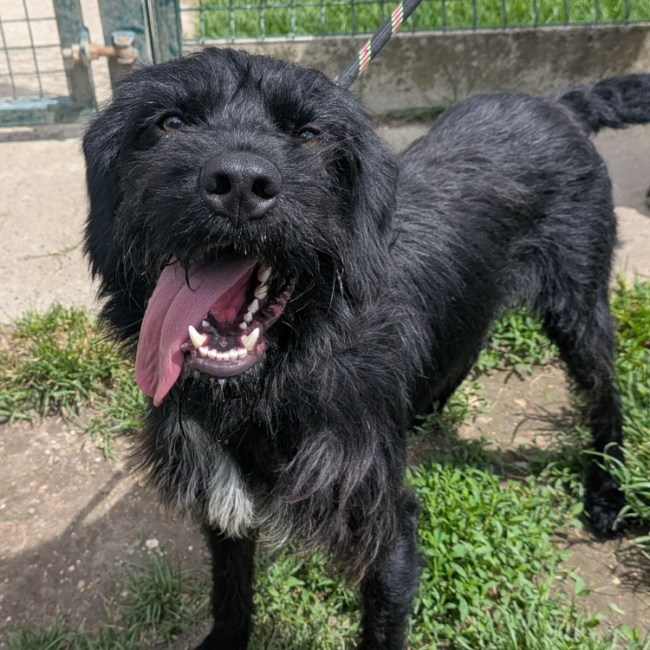Photo de Domino