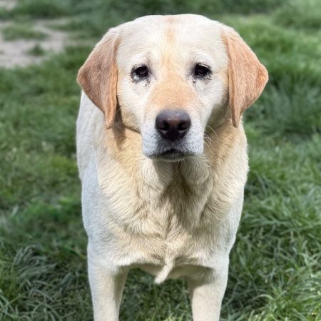 Sulki - Chien à adopter