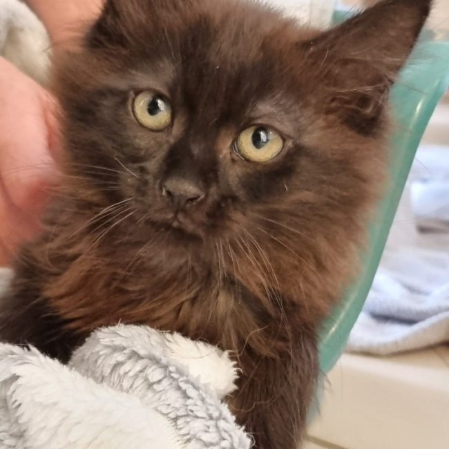 Photo de Mocha
