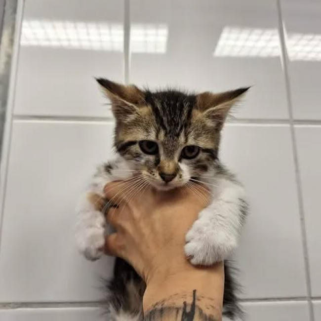 Photo de Lilo