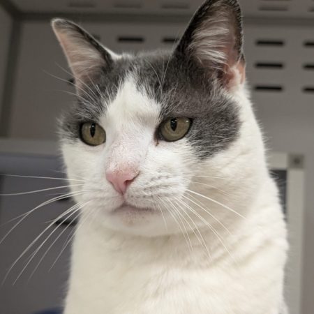 Blue - Chat Européen à adopter