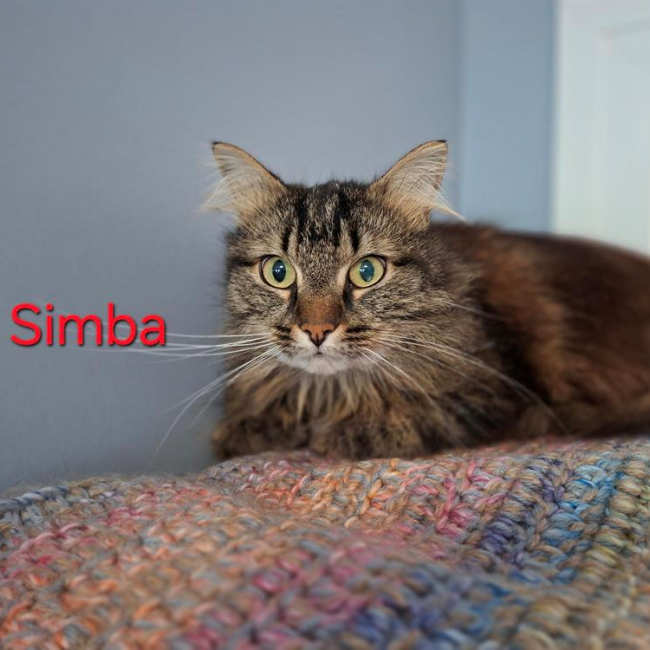 Photo de Simba