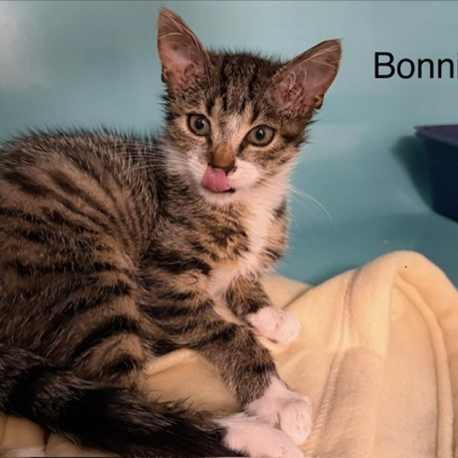 Bonnie