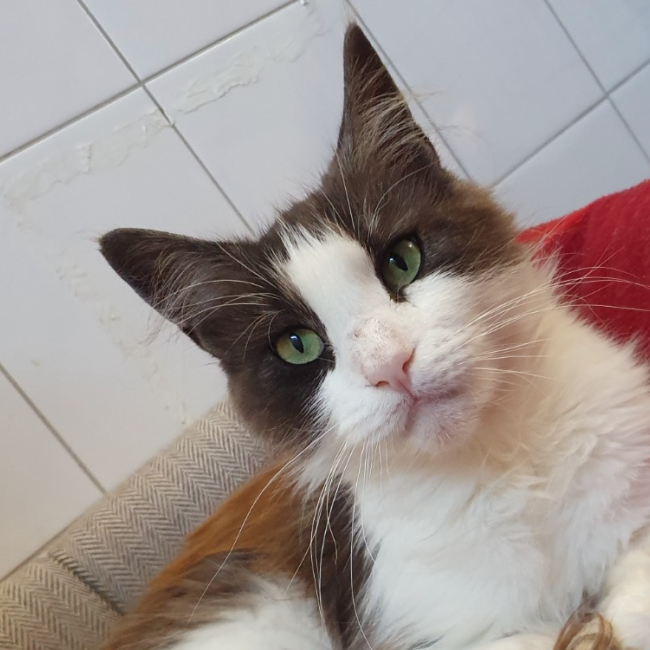 Tassia
