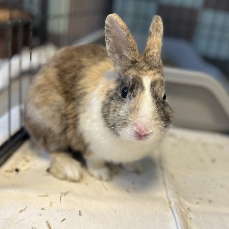 Tricottin - Rongeur Lapin à adopter