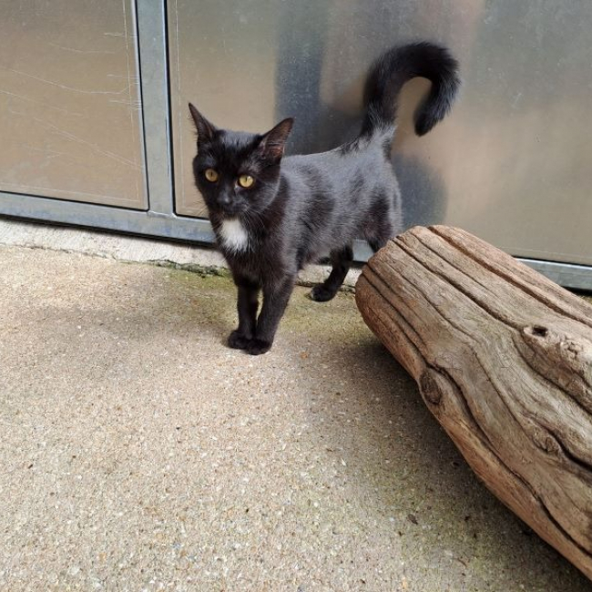 Photo de Sweety