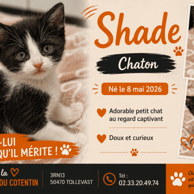 Photo de Shade