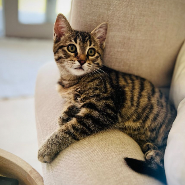 Photo de Brownie
