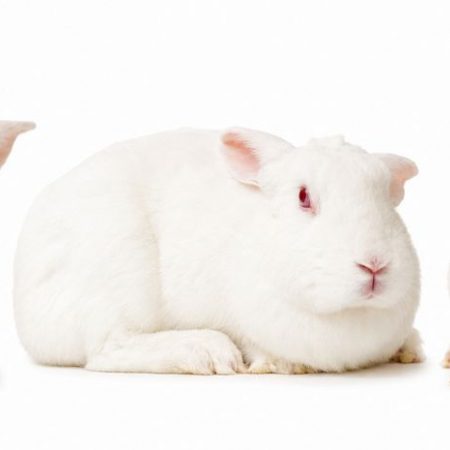 Akadi - Rongeur Lapin à adopter