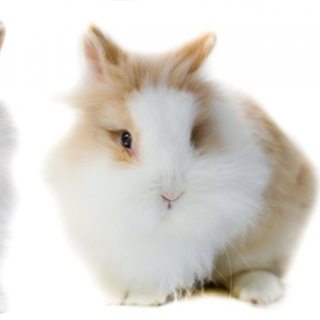 Photo de Bluebell