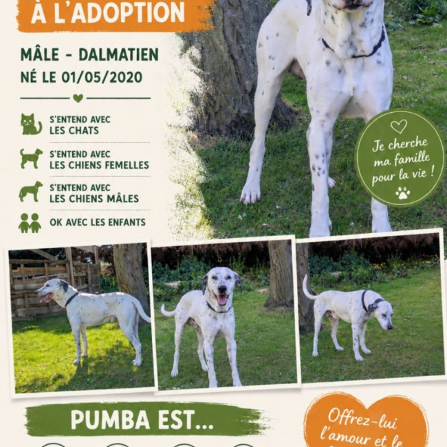 Photo de Pumba 