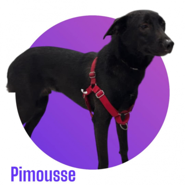 Photo de PIMOUSSE