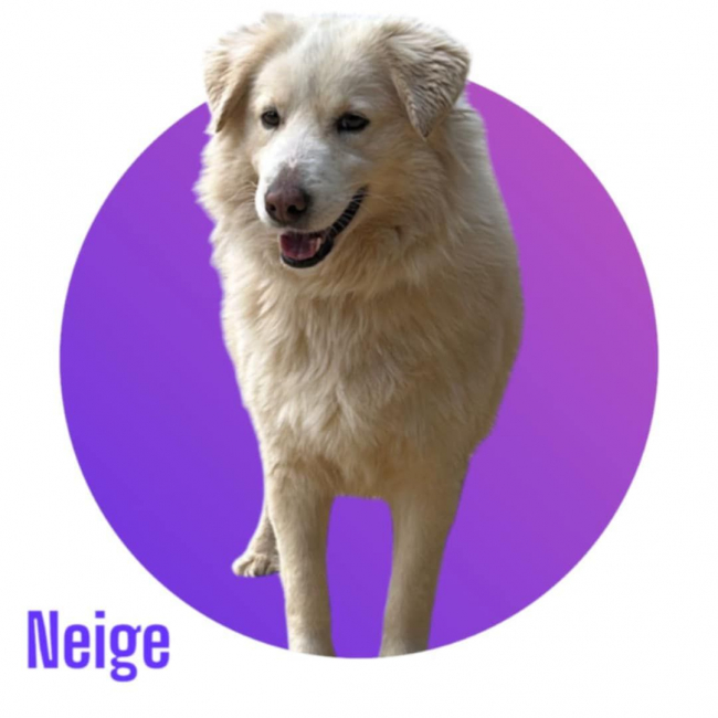 NEIGE