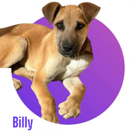 Photo de BILLY