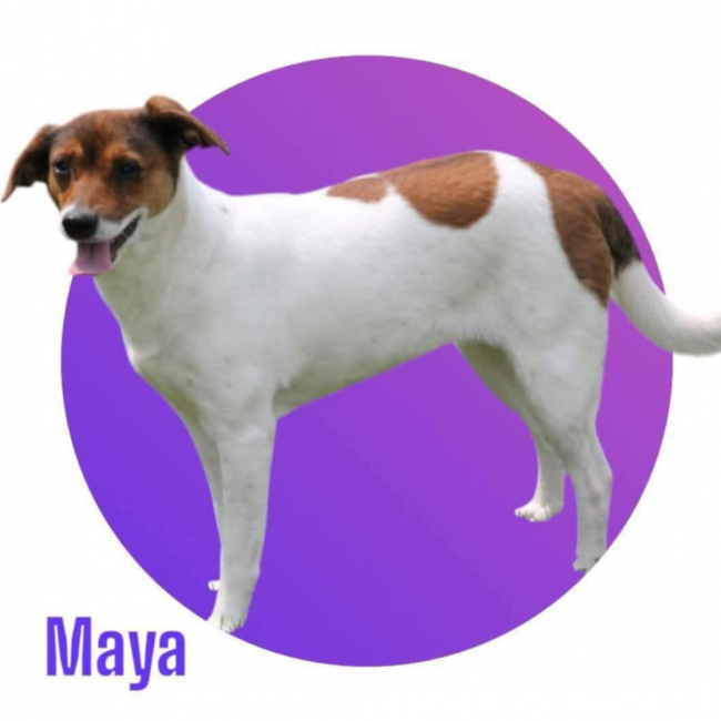 MAYA