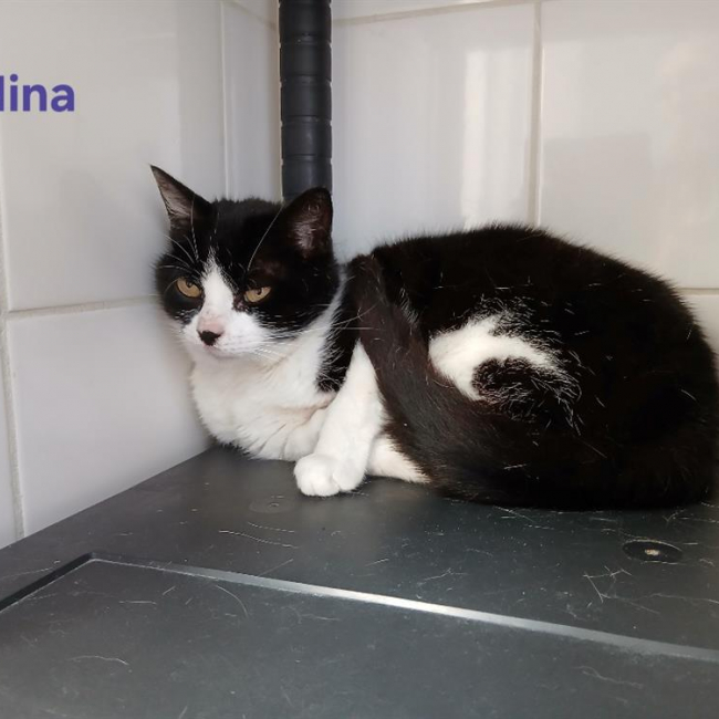 Nina