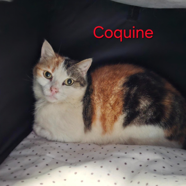 Coquine